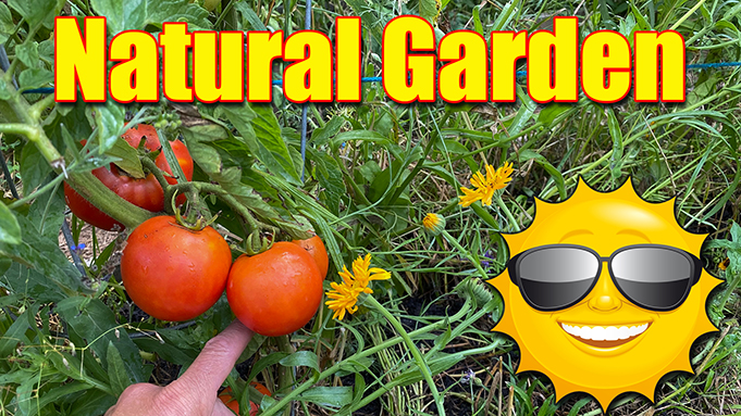 summer garden fertilizer organic