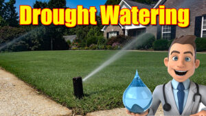 summer lawn drought watering