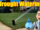 summer lawn drought watering