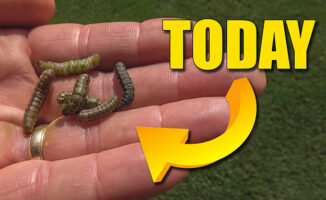 armyworms in lawn