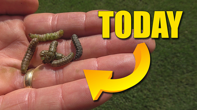 Does Triazicide Kill Army Worms? 