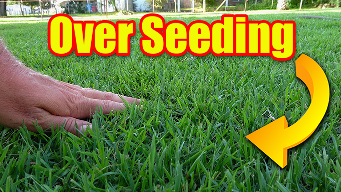 overseeding fall lawns