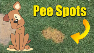 fix lawn dog pee spots