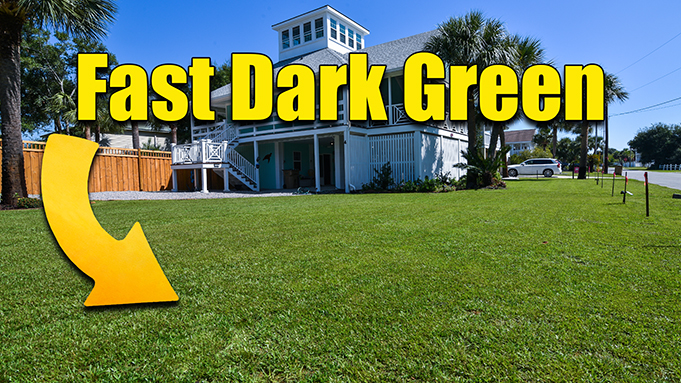 dark green lawn