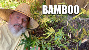 planting bamboo