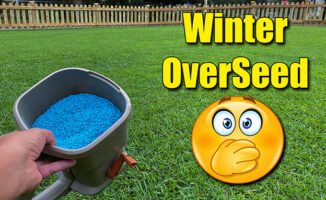 winter overseed lawn