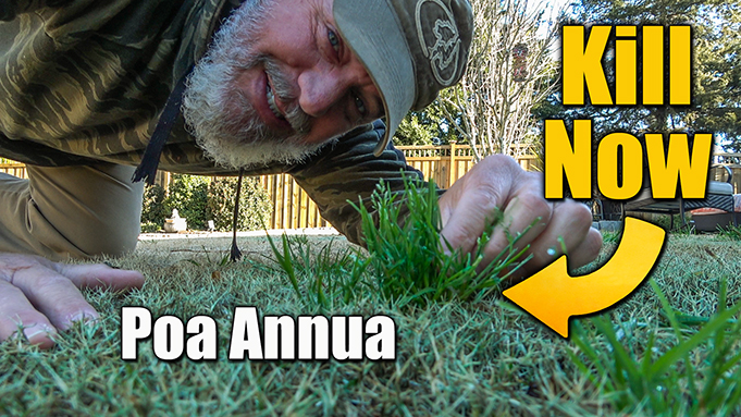 kill weeds in bermuda lawn poa annua