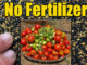 organic vegetable garden fertilizer