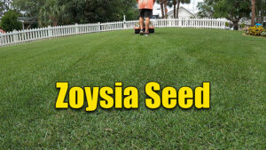 summer lawn fertilizer and zoysia seed
