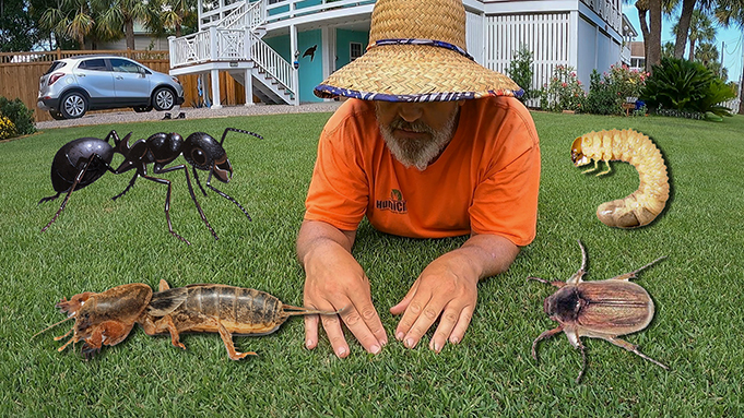 kill bugs and grubs in the lawn