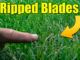 when to sharpen lawn mower blades