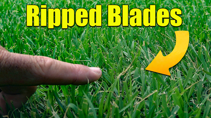 when to sharpen lawn mower blades