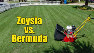 zoysia vs bermuda grass which is better