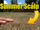 summer lawn scalp