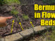 bermuda in flower beds
