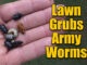 lawn grubs and army worms 6