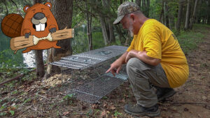 setting beaver traps