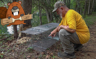 setting beaver traps