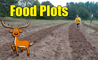 deer food plots