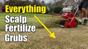 spring lawn scalp and fertilize