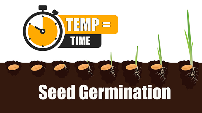 how long seed germination