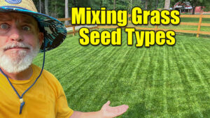 mixing grass seeds on lawns