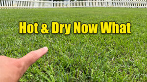 summer lawn care drought