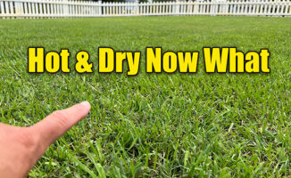 summer lawn care drought
