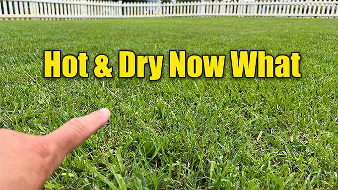 summer lawn care drought