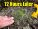 fast grass seed germination