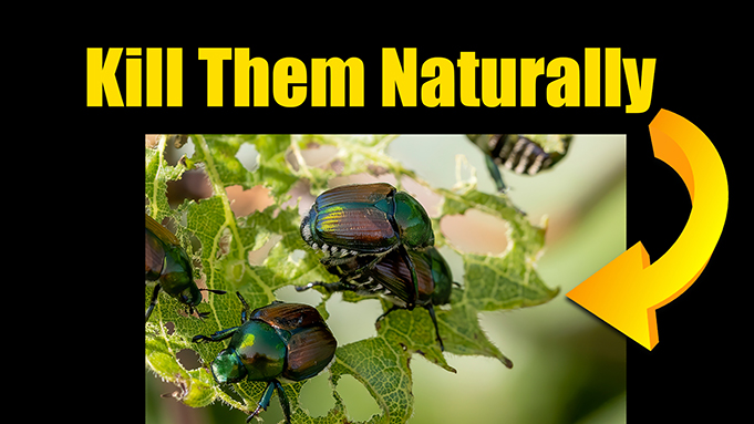 kill japanese beetles