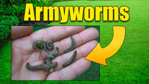 fall armyworms in lawn