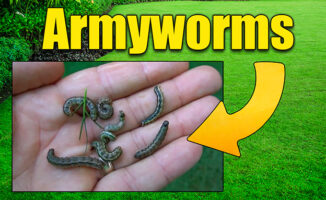 fall armyworms in lawn