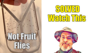 how to kill fruit flies and house gnats