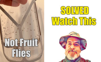 how to kill fruit flies and house gnats