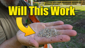 how to seed a lawn
