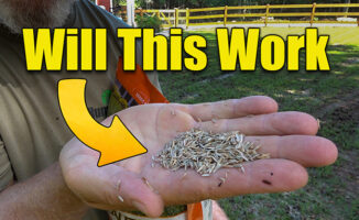 how to seed a lawn