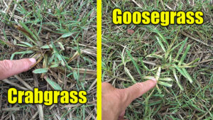lawn weeds goosegrass and crabgrass