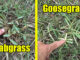 lawn weeds goosegrass and crabgrass