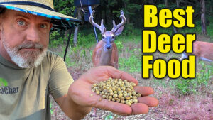 best deer food and food plots