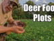 deer food plots