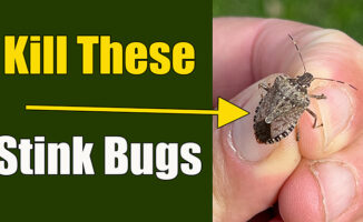 kill stink bugs