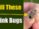 kill stink bugs