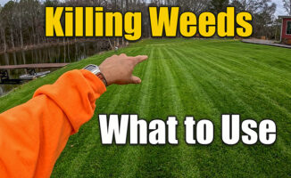 killing lawn weeds