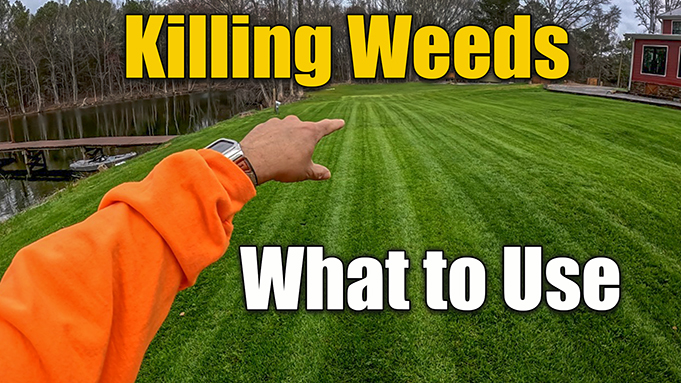 killing lawn weeds