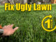 fix an ugly lawn