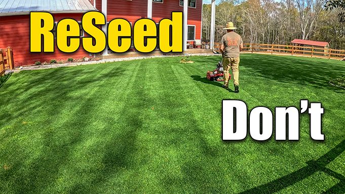 seed bermuda lawn