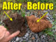 veggie garden soil and compost