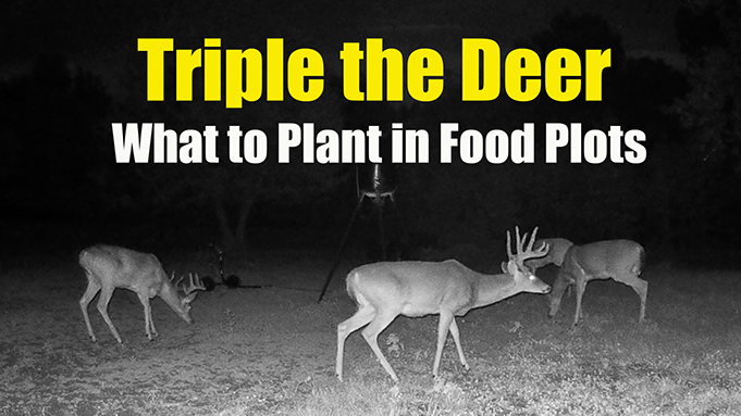 deer food plots