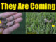 fall army worms